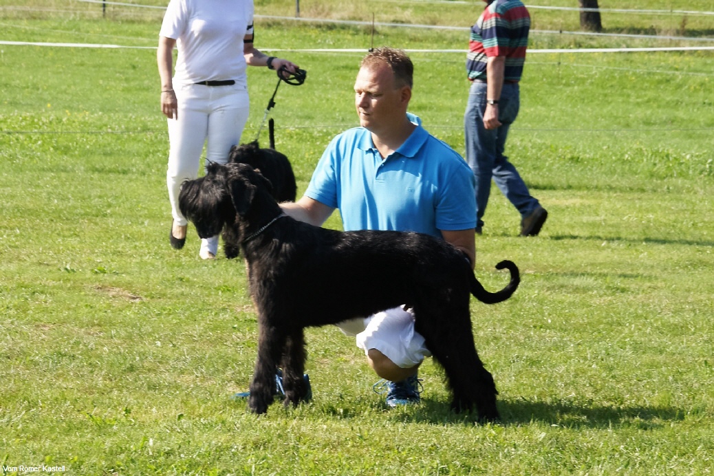 Riesenschnauzer Kalypso vom Römer Kastell